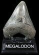 Serrated, Fossil Megalodon Tooth - Georgia #50475-2